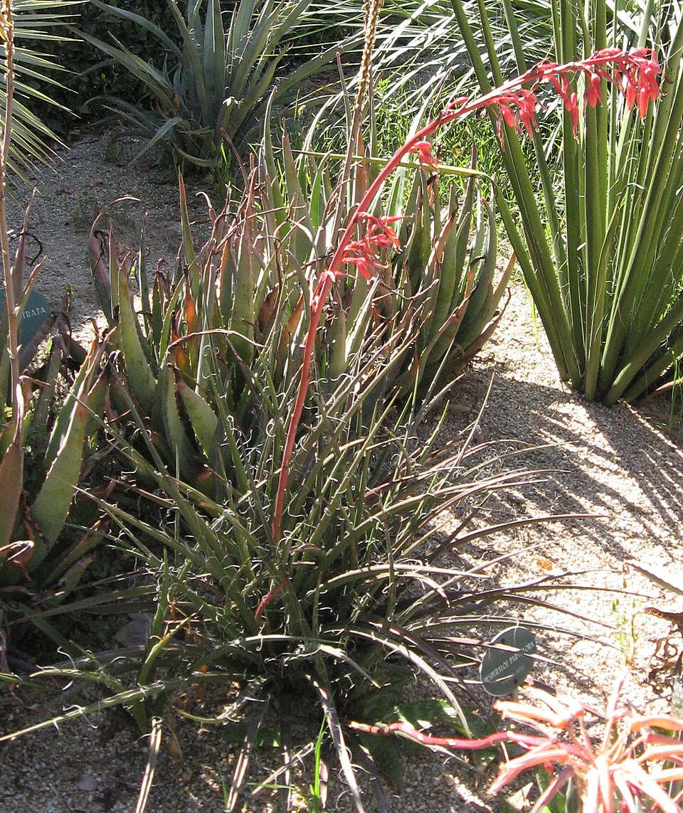 Hesperaloe parviflora (Red Yucca) (alternate view 7)
