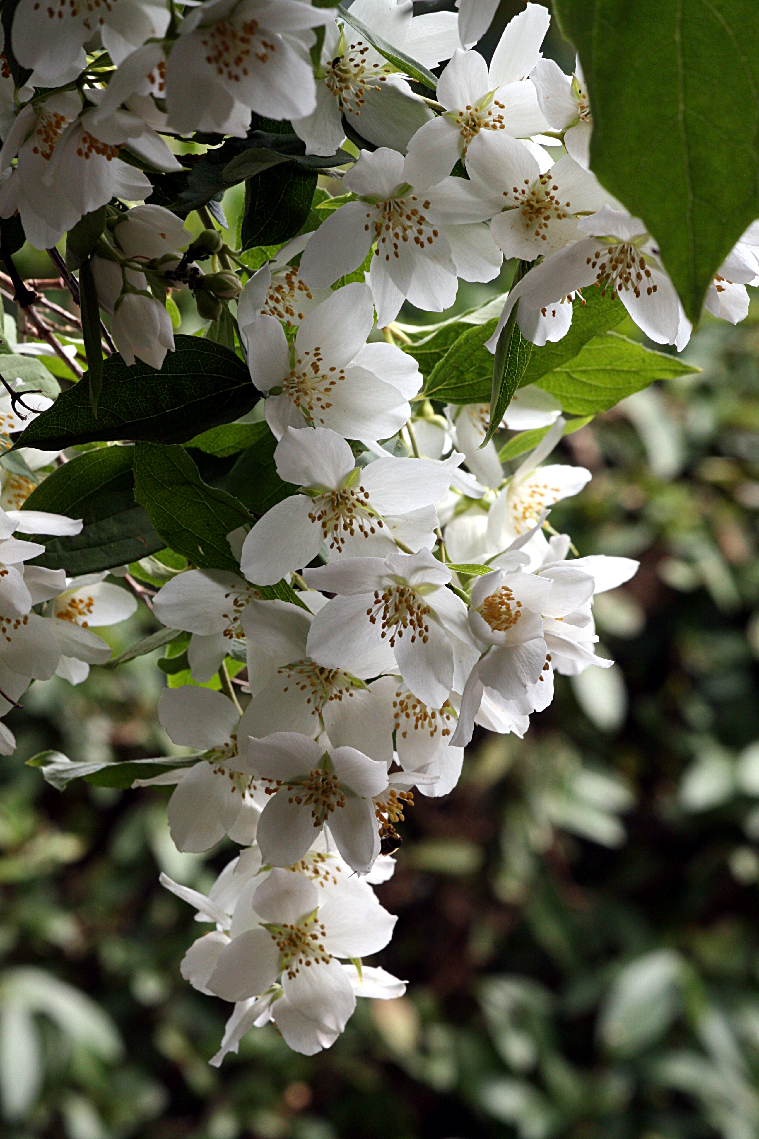 Philadelphus coronarius, Mock orange — upright deciduous (Hydrangeaceae) (image 1 of 9)