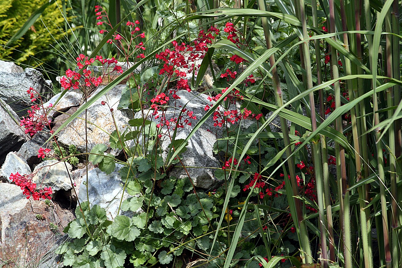 Heuchera sanguinea, Coral bells — mounding evergreen (Saxifragaceae) (image 4 of 10)