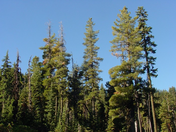 Pinus monticola (Western White Pine) (alternate view 7)