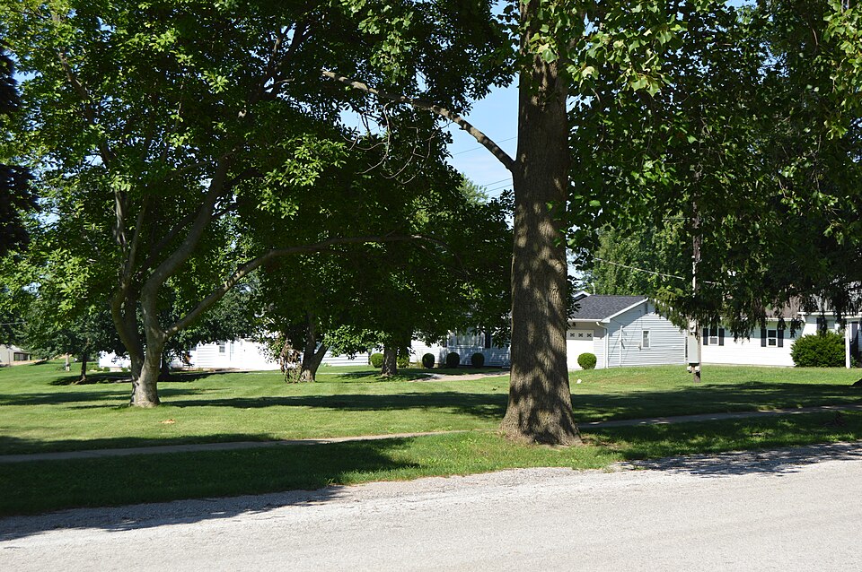 Liriodendron tulipifera (tulip tree) (alternate view 5)