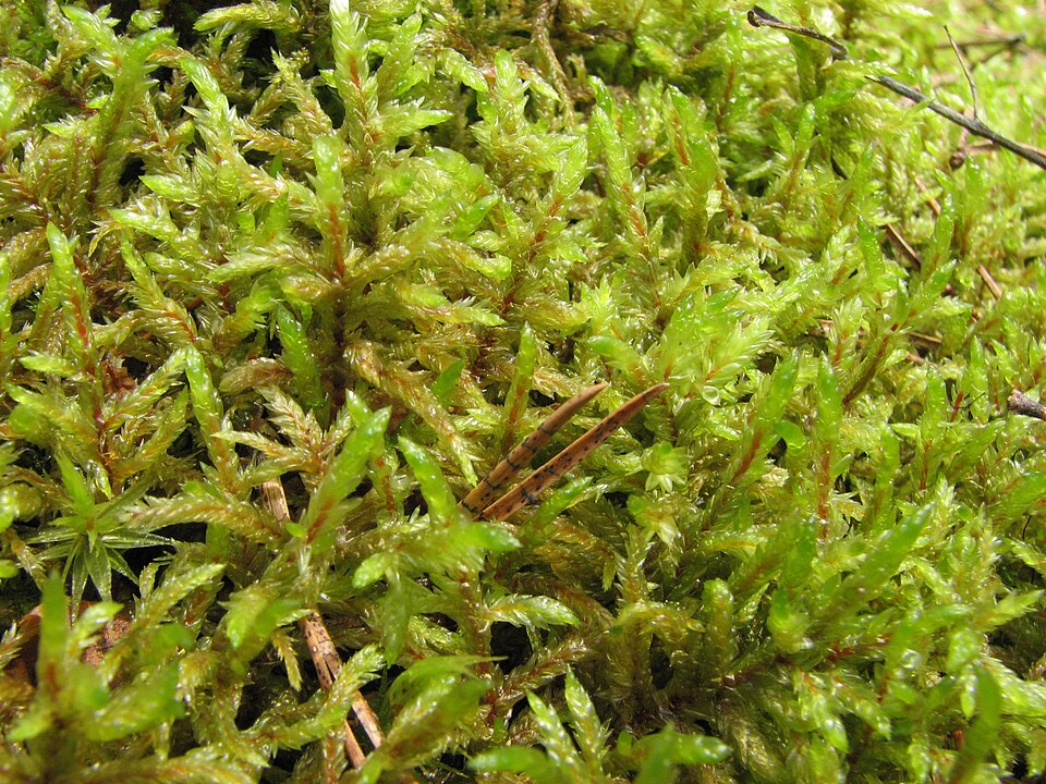 Pleurozium schreberi (Red-stemmed Feather Moss)