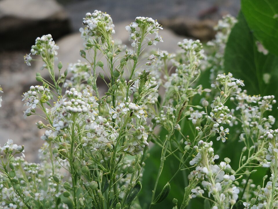 Lepidium latifolium (perennial pepperweed)