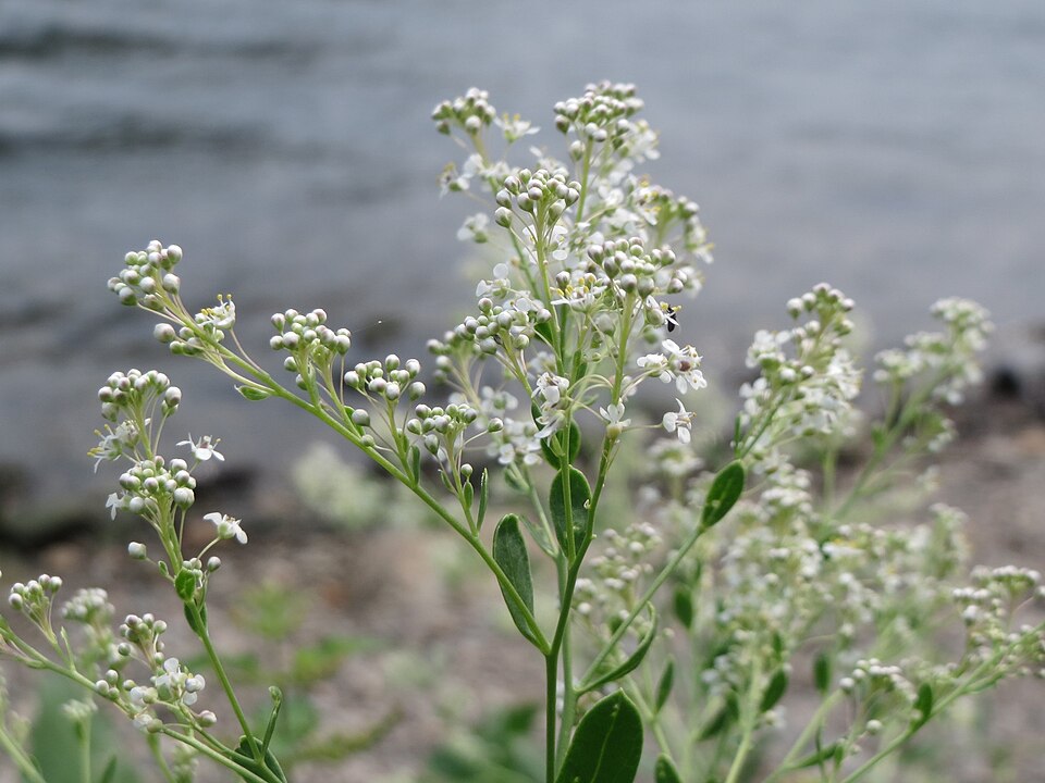 Lepidium latifolium (perennial pepperweed)