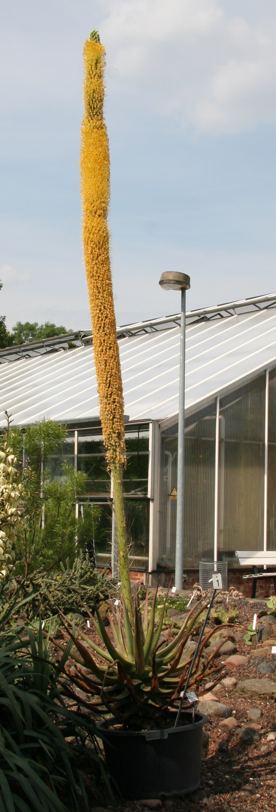 Agave vilmoriniana (Octopus Agave) (alternate view 9)