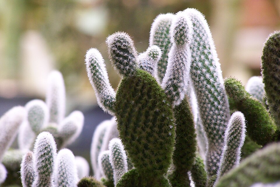 Opuntia microdasys (Bunny Ears Cactus) (alternate view 6)