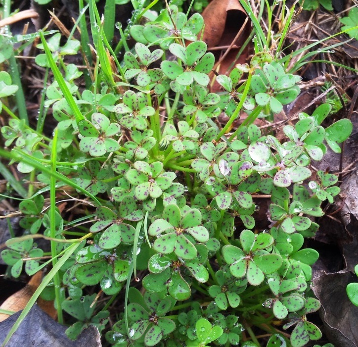 Oxalis pes-caprae (Bermuda buttercup)