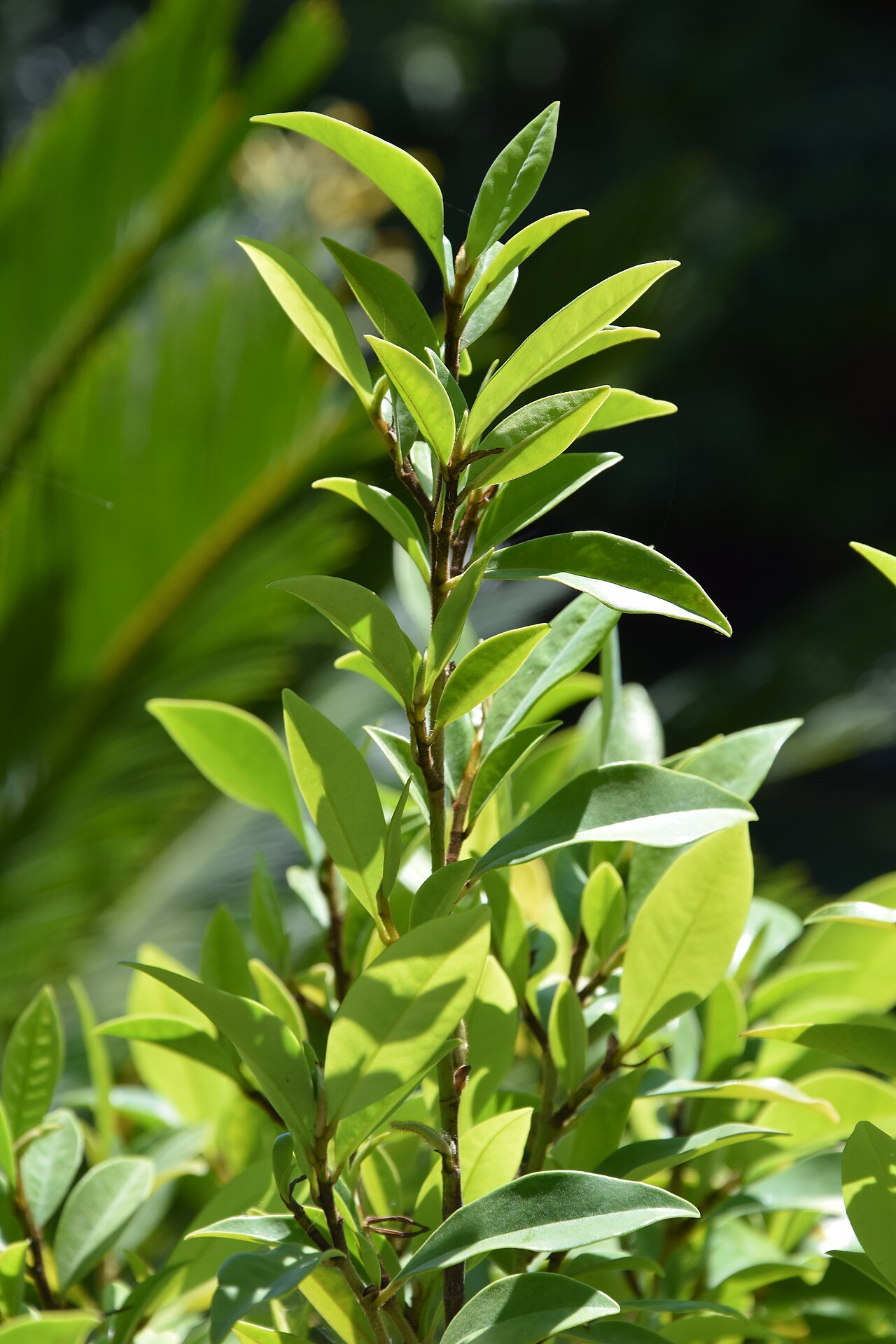 Magnolia figo, Banana shrub — upright evergreen (Magnoliaceae) (image 7 of 10)