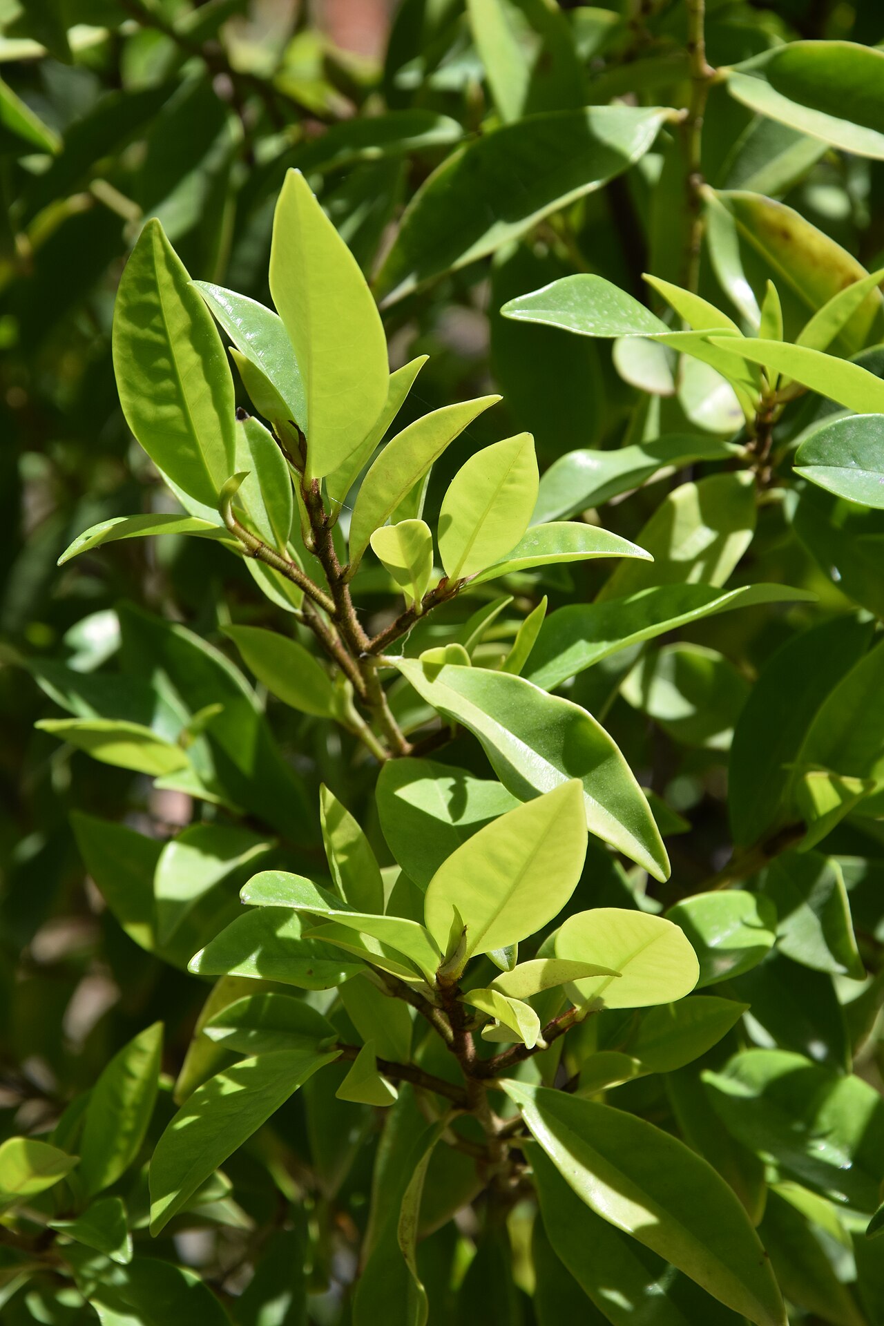 Magnolia figo, Banana shrub — upright evergreen (Magnoliaceae) (image 8 of 10)