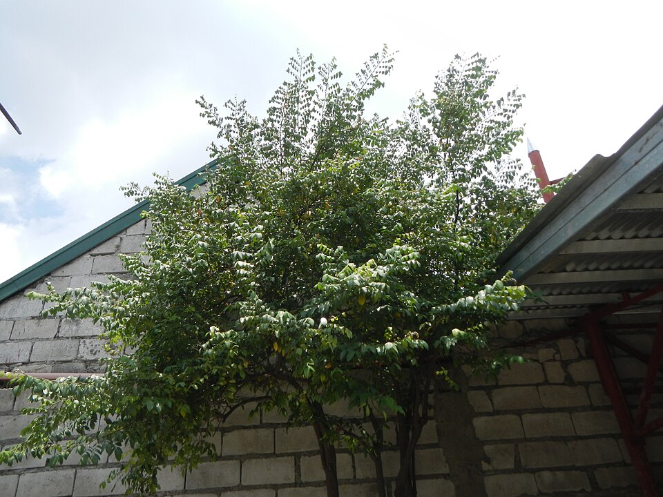 Averrhoa carambola (Star Fruit Carambola) (alternate view 8)