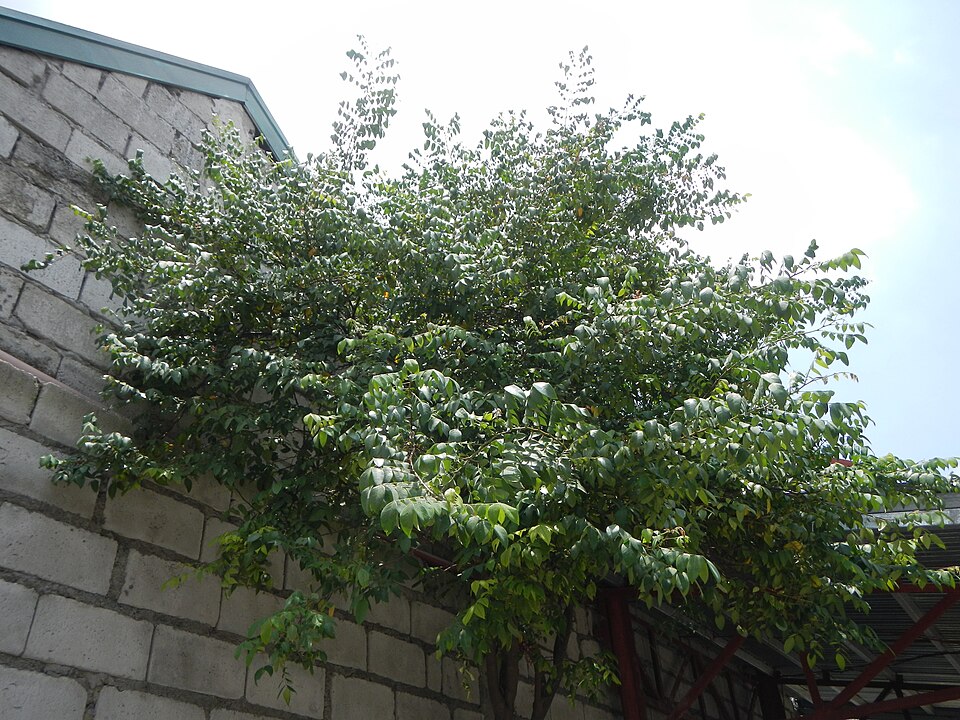 Averrhoa carambola (Star Fruit Carambola) (alternate view 9)