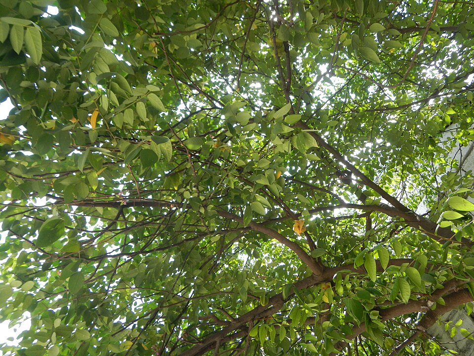 Averrhoa carambola (Star Fruit Carambola) (alternate view 10)
