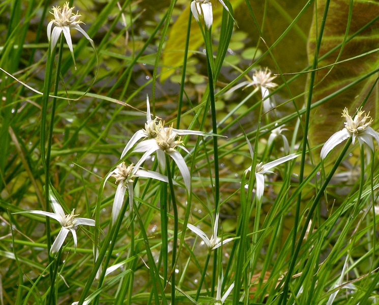 Rhynchospora colorata (White-Top Sedge) (alternate view 7)