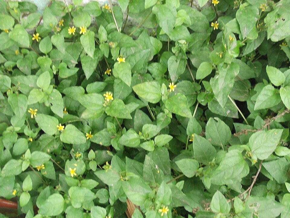 Calyptocarpus vialis (straggler daisy)