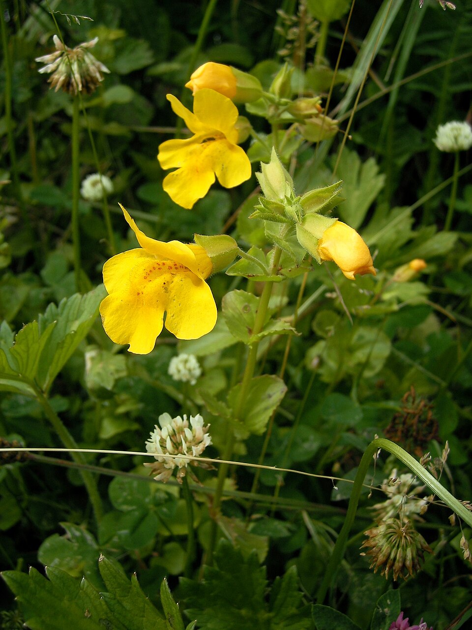 Erythranthe guttata (yellow monkey-flower) (alternate view 6)