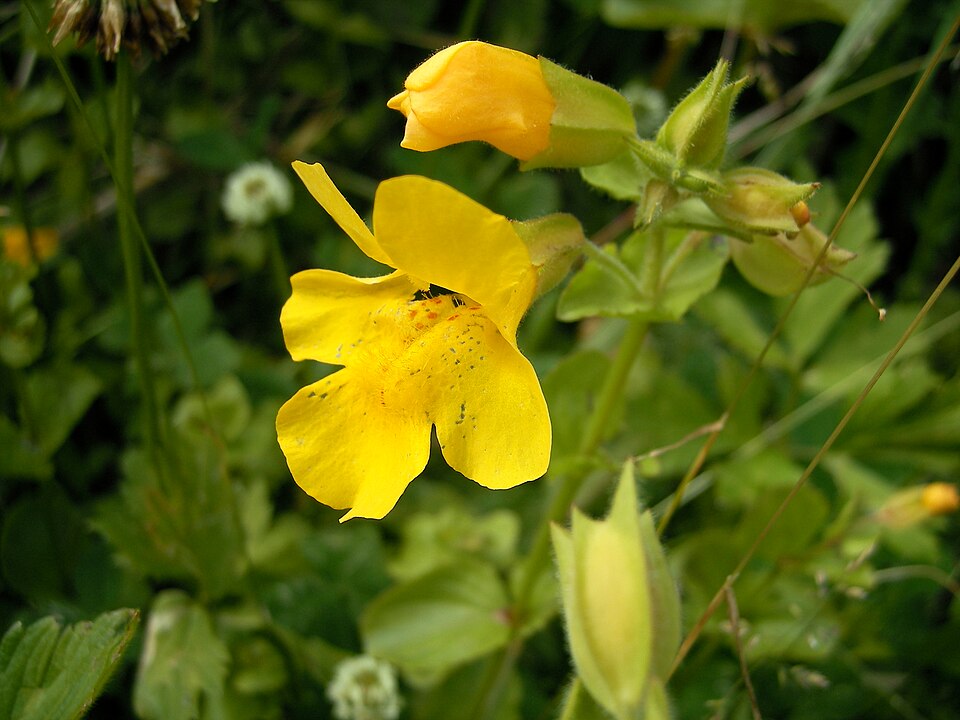 Erythranthe guttata (yellow monkey-flower) (alternate view 7)