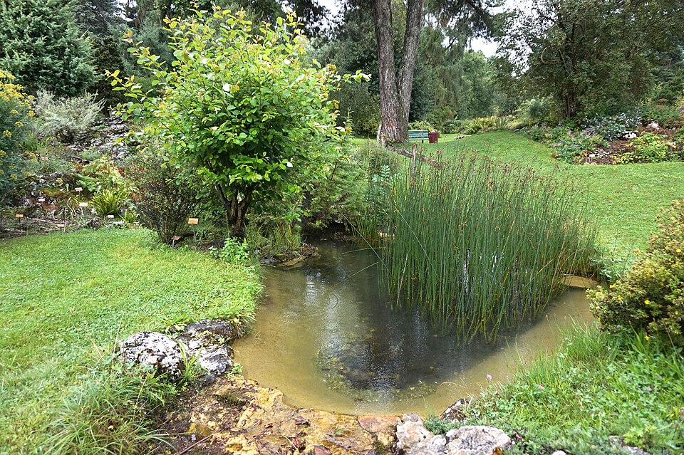 Juncus (Rushes) (alternate view 4)