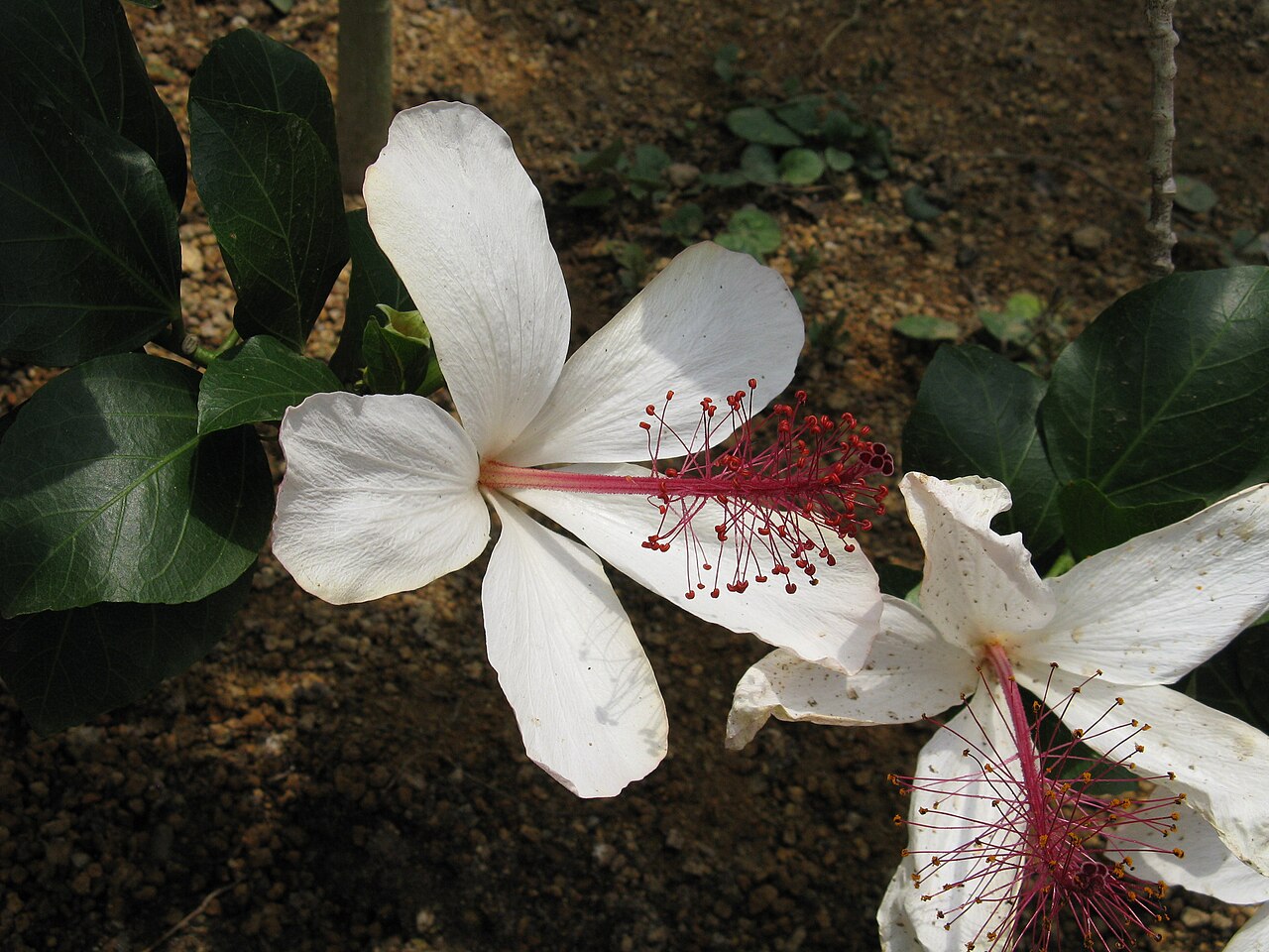 Hibiscus arnottianus, Hawaiian white hibiscus — upright evergreen (Malvaceae) (image 2 of 10)