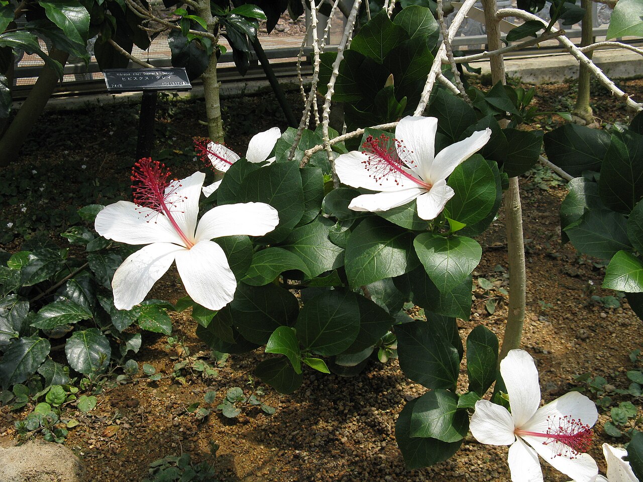 Hibiscus arnottianus, Hawaiian white hibiscus — upright evergreen (Malvaceae) (image 3 of 10)