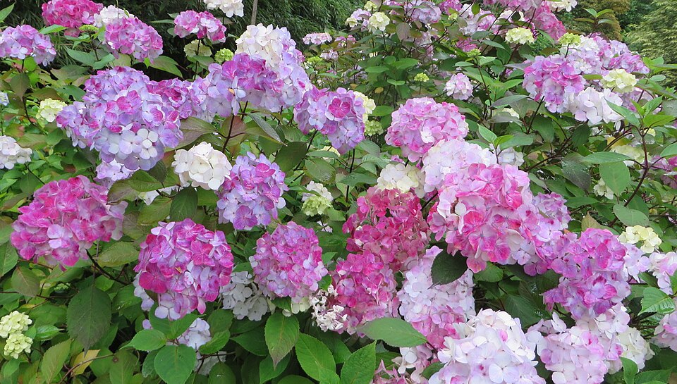 Hydrangea serrata 'Preziosa' (Preziosa Hydrangea) (alternate view 4)