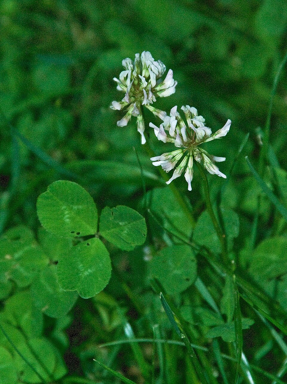 Trifolium repens (white clover)