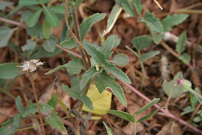 Tridax procumbens (Tridax Daisy)