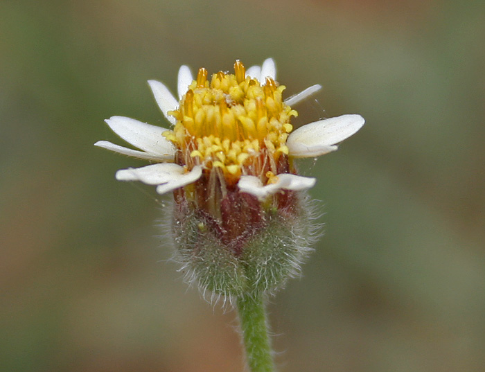 Tridax procumbens (Tridax Daisy)