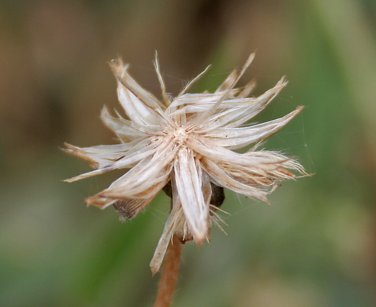 Tridax procumbens (Tridax Daisy)