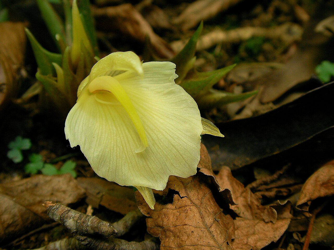 Zingiber mioga, Myoga ginger — spreading deciduous (Zingiberaceae) (image 4 of 4)