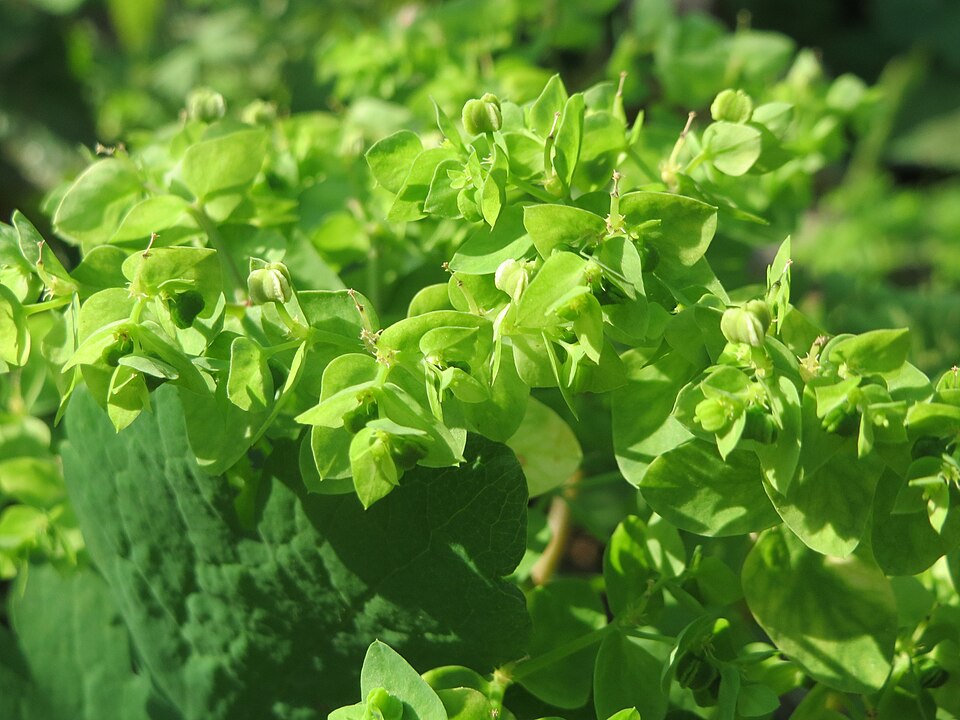 Euphorbia peplus (petty spurge) (alternate view 6)