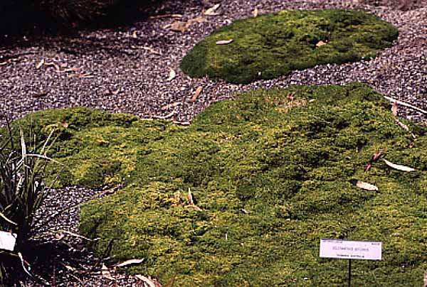 Scleranthus biflorus (alternate view 4)