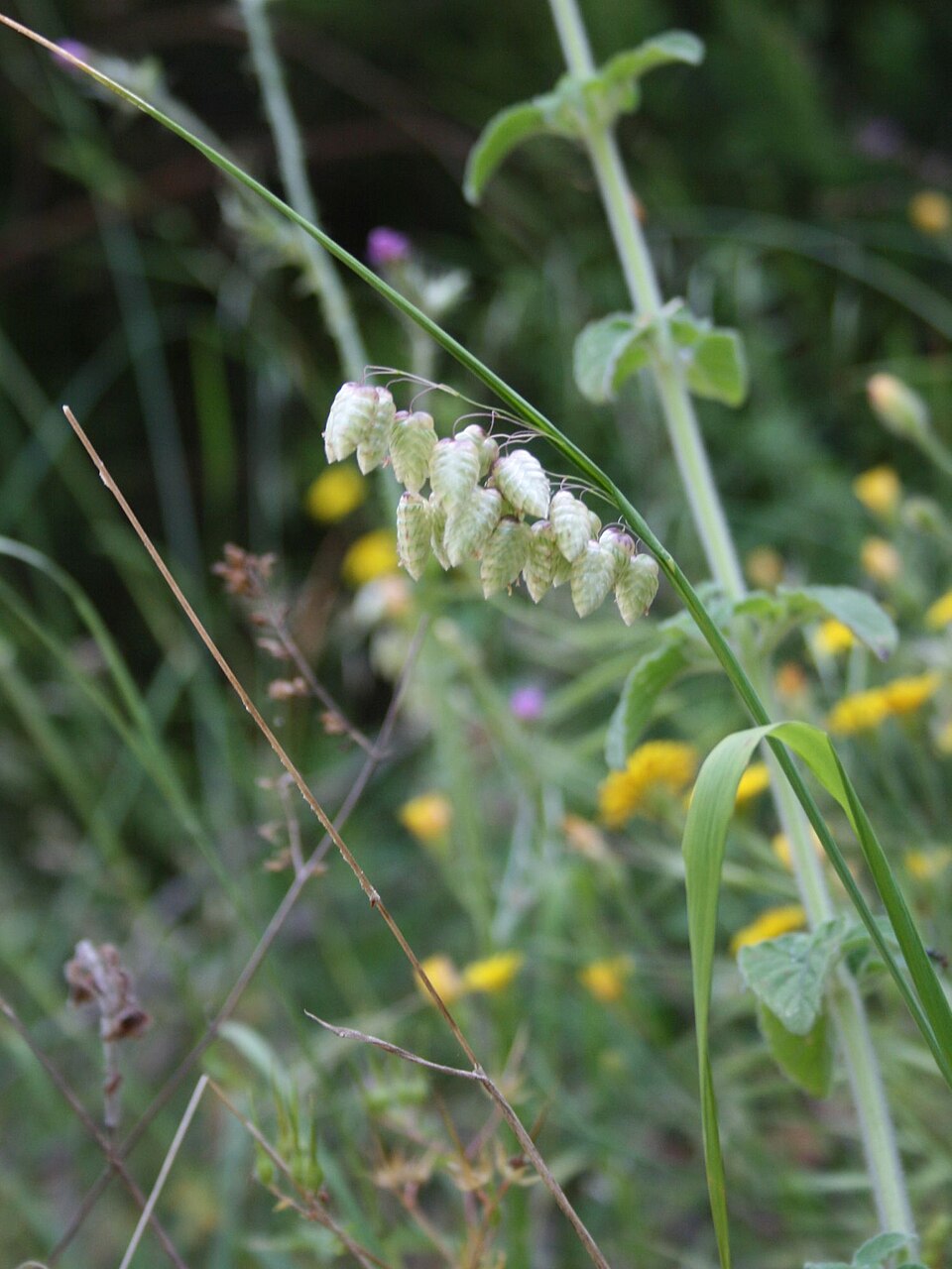 Briza maxima (big quaking grass) (alternate view 4)