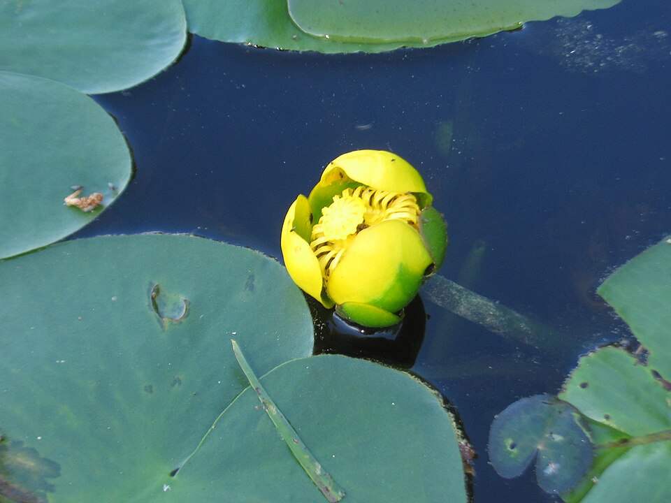 Nuphar variegata (Variegated Yellow Pond-Lily) (alternate view 6)