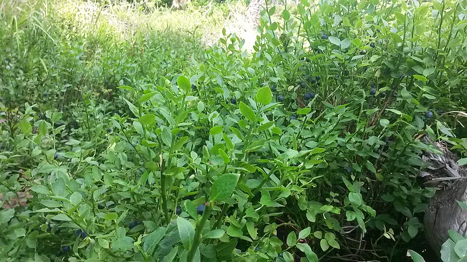 Vaccinium myrtillus (common bilberry)
