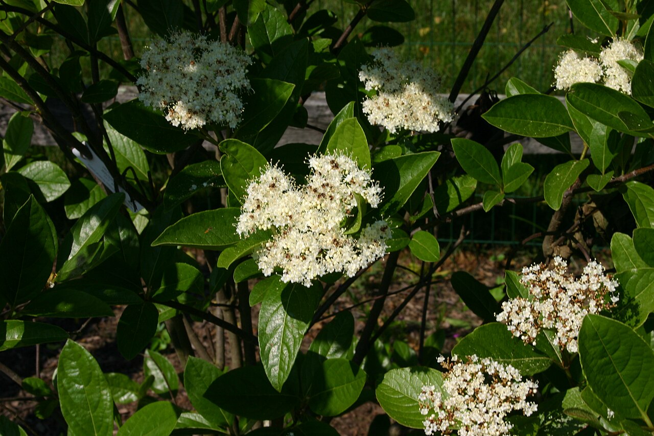 Viburnum nudum, Possumhaw viburnum — upright deciduous (Viburnaceae) (image 1 of 10)