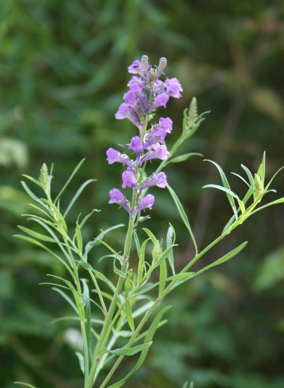 Linaria purpurea (toadflax) (alternate view 8)