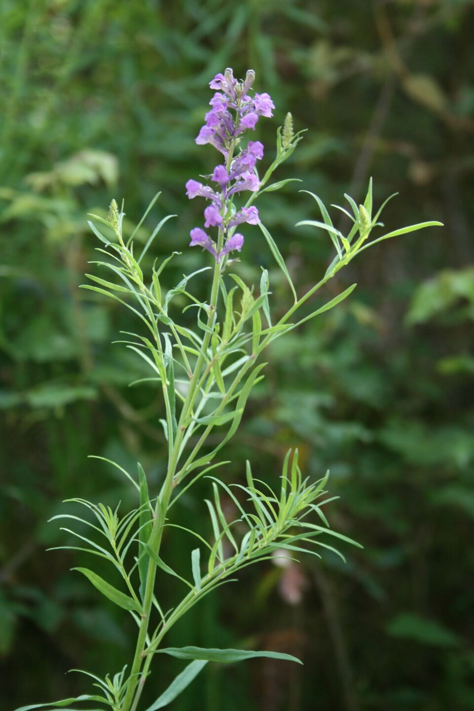 Linaria purpurea (toadflax) (alternate view 9)