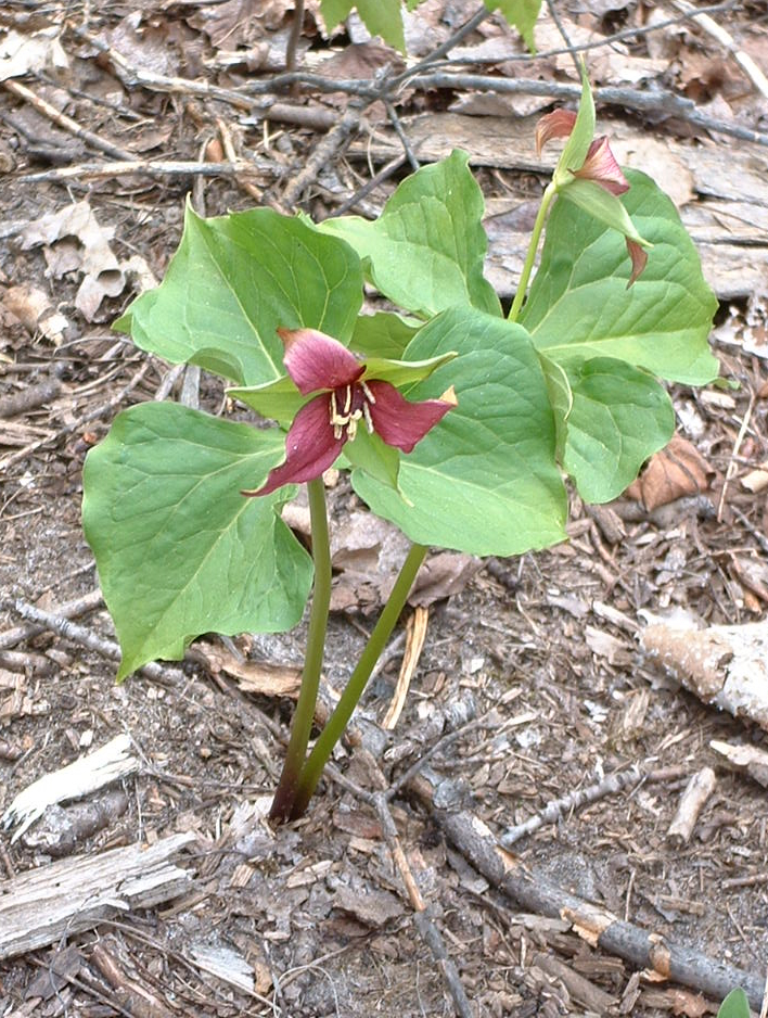 Trillium erectum (red trillium)
