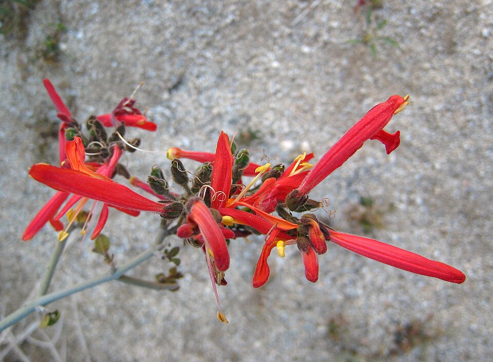 Justicia californica (chuparosa) (alternate view 9)