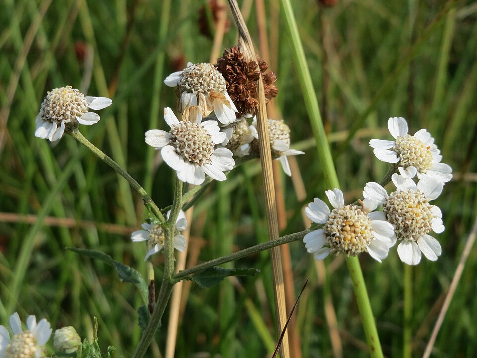 Achillea ptarmica (Sneezewort)