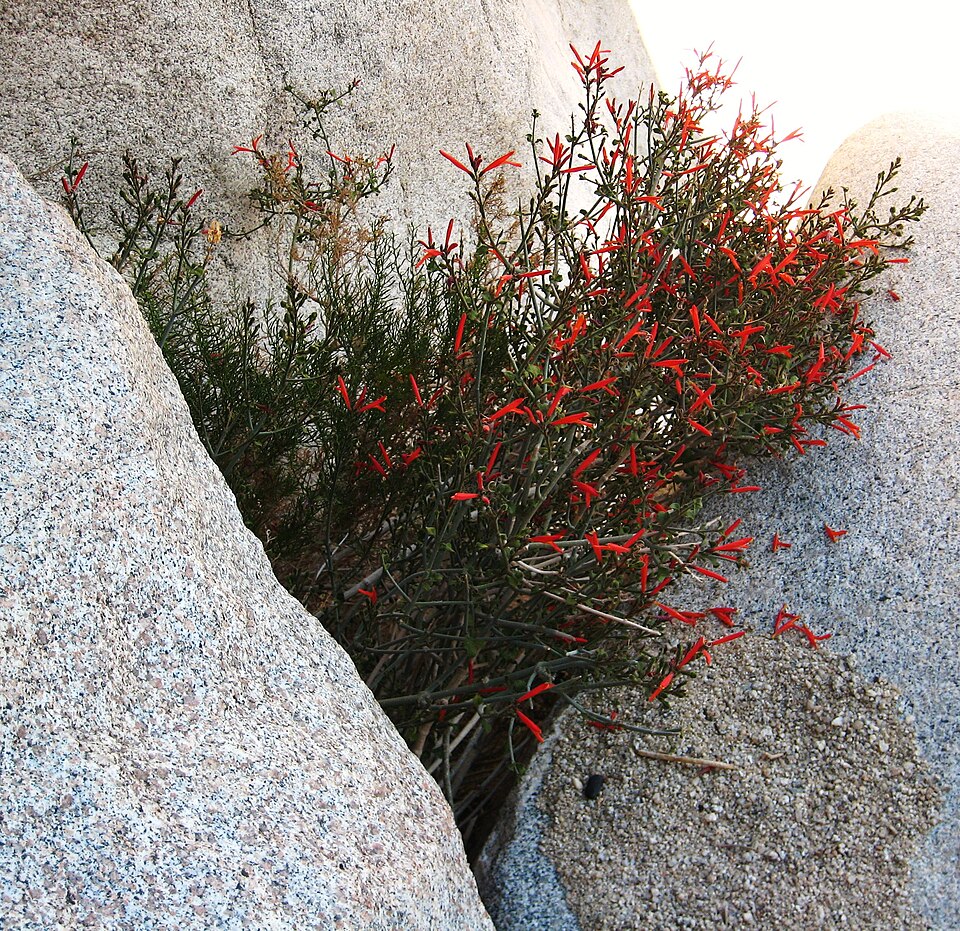 Justicia californica (chuparosa) (alternate view 10)