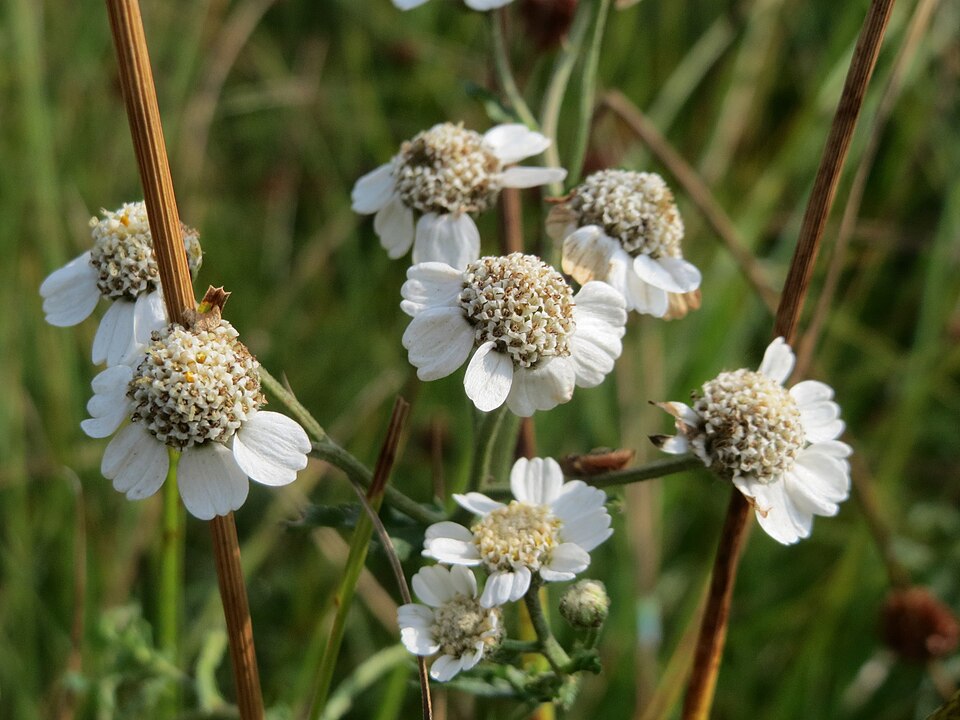 Achillea ptarmica (Sneezewort)