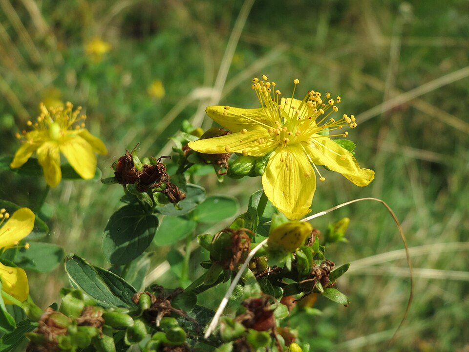 Hypericum maculatum (Imperforate St John's-wort) (alternate view 7)