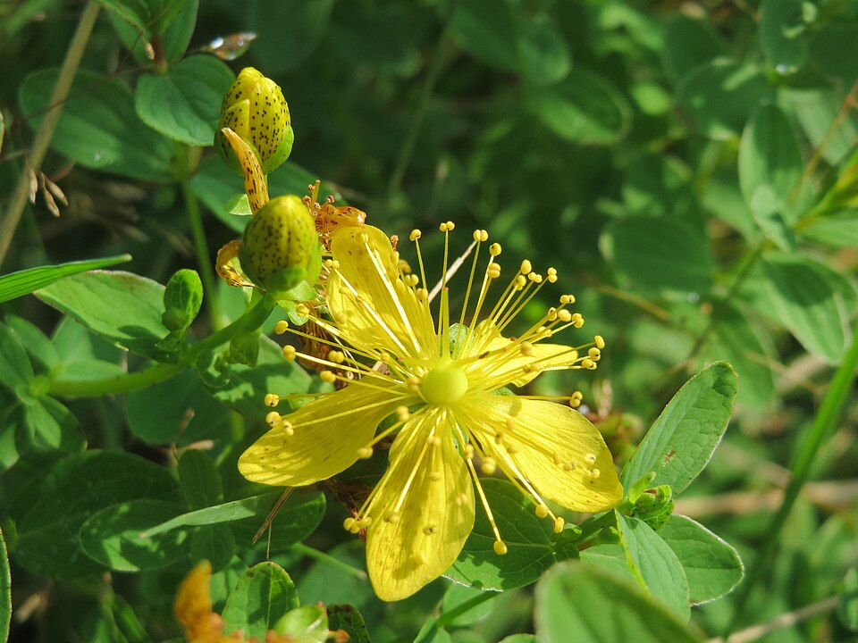 Hypericum maculatum (Imperforate St John's-wort) (alternate view 8)