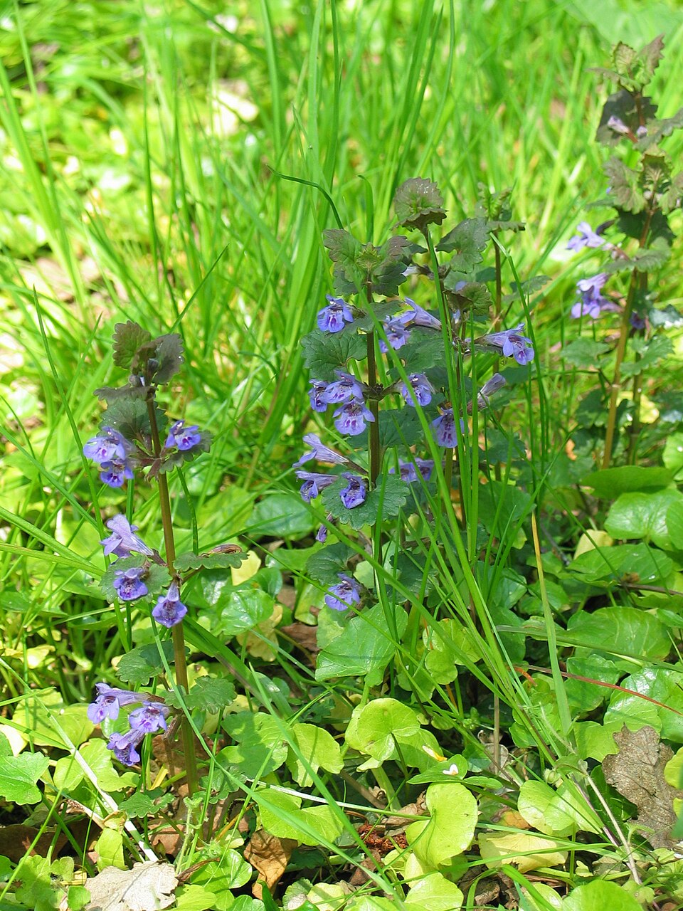 Glechoma hederacea (ground-ivy)