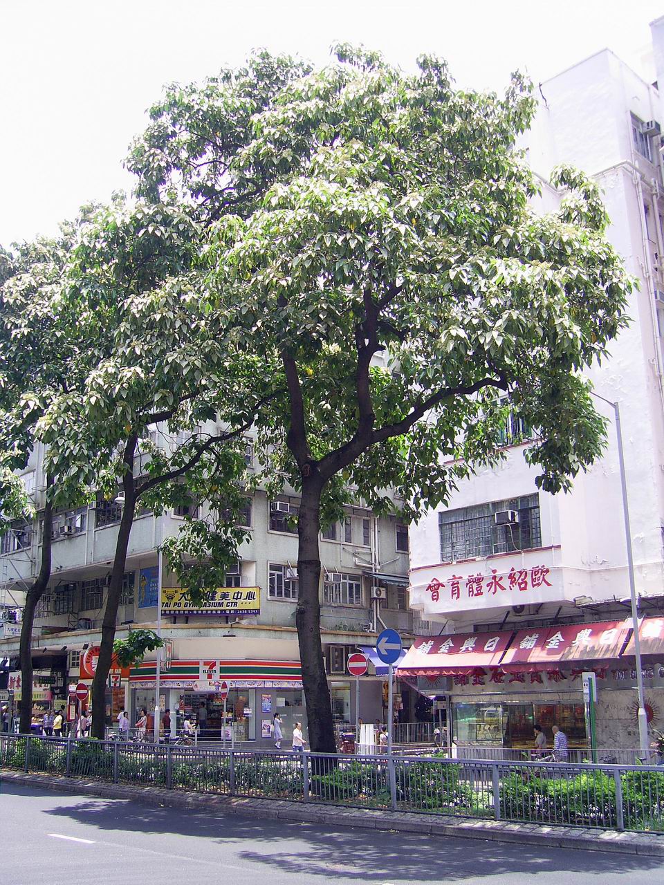 Aleurites moluccanus, Kukui (candlenut) — spreading evergreen (Euphorbiaceae) (image 1 of 6)
