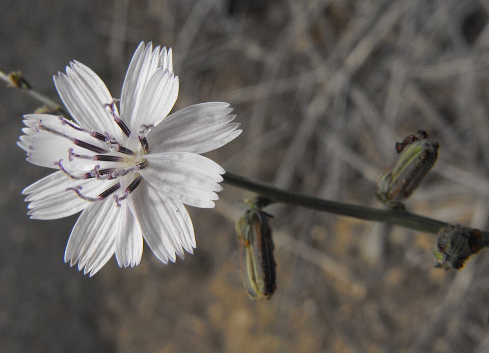 Stephanomeria diegensis (San Diego Wirelettuce) (alternate view 6)