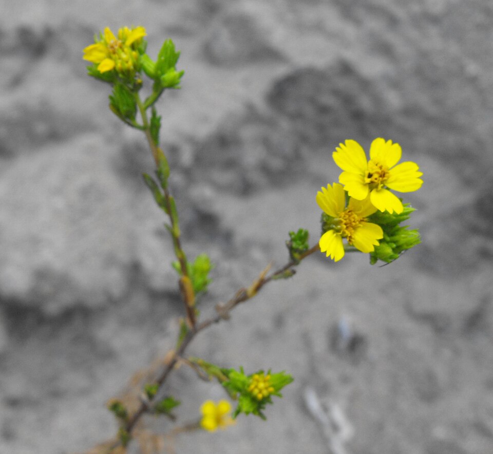 Deinandra fasciculata (Clustered Tarweed)