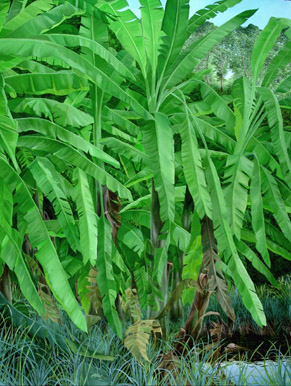 Musa × paradisiaca (Plantain) (alternate view 7)