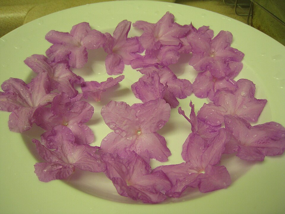 Rhododendron mucronulatum (Korean azalea) (alternate view 8)